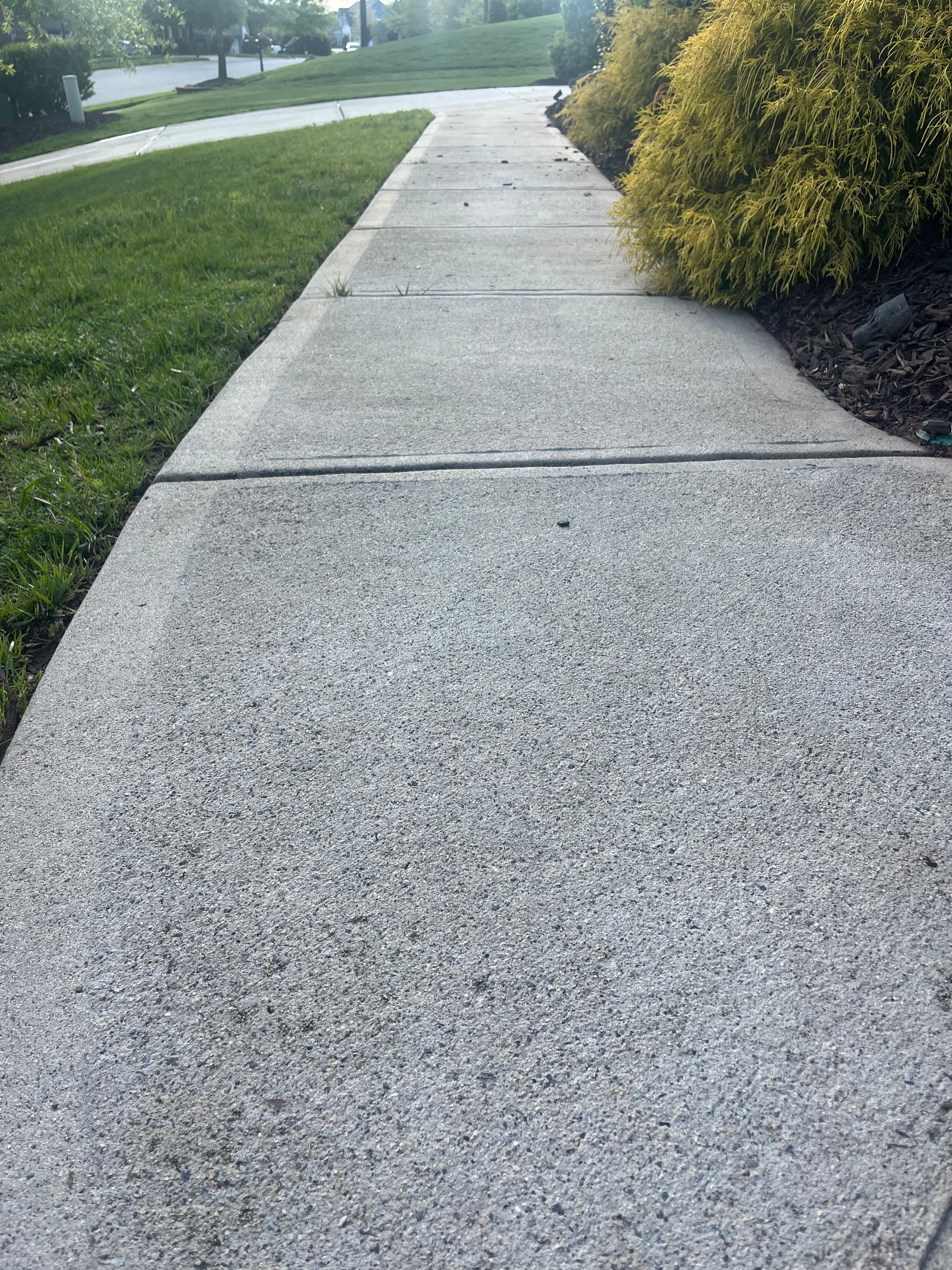 Concrete sidewalk surrounded by green grass and yellow shrubs in a residential area.